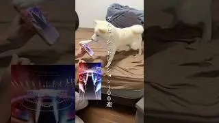 ガチャ運最強の柴犬がダルセレ引いた