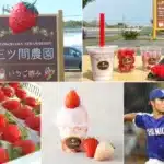 マウンドから「いちご畑」へ！元中日ドラゴンズ・三ツ間卓也氏の「三ツ間農園」が横浜高島屋に常設オープン！推し活でフレッシュないちごを応援しよう！