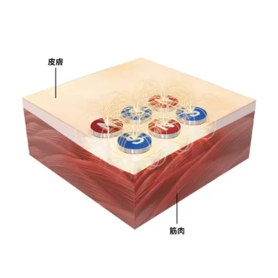 皮膚と筋肉への作用イメージ