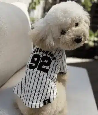 ホームユニフォームMサイズを着用した犬