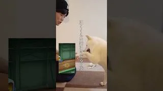 引くくらい神引きする白柴#プロスピa #ガチャ
