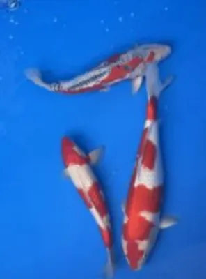 錦鯉が泳ぐ様子